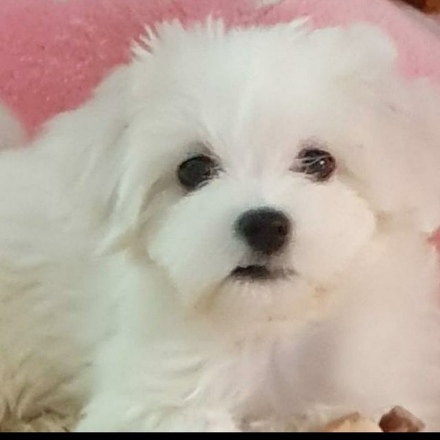 🐶גורים וכלבים זעירים🐶