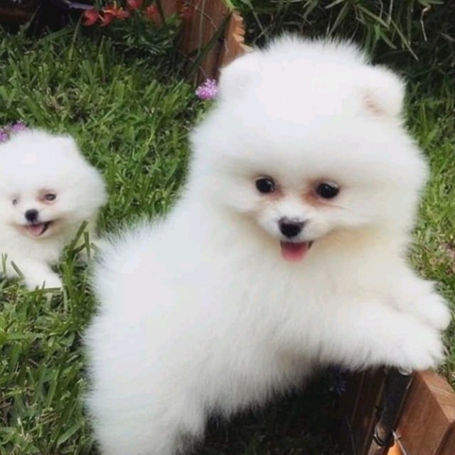 🥰אימוץ בעלי חיים🥰